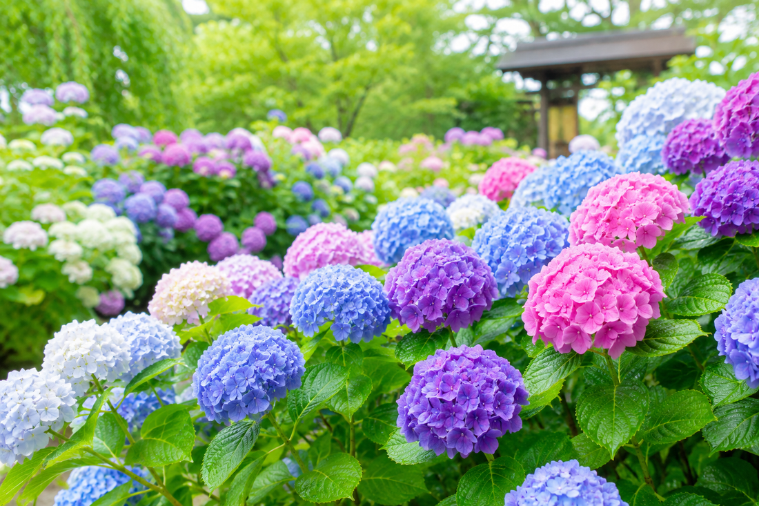 飲むたびに、色が変わる。紫陽花ブレンド、誕生までの裏側。